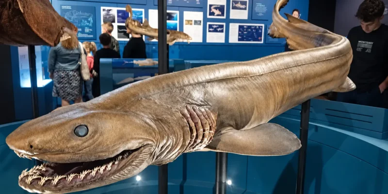 Ejemplar de tiburón anguila con la boca abierta y las hendiduras branquiales visibles en el Australian Museum