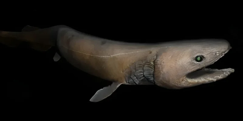 Tiburón anguila Chlamydoselachus anguineus