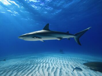 Silueta completa de un tiburón de arrecife del Caribe nadando en las aguas claras de Tiger Beach, Bahamas.