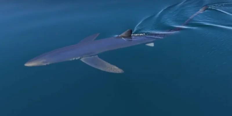 Tiburón azul nadando cerca de la superficie del mar frente a Almuñécar