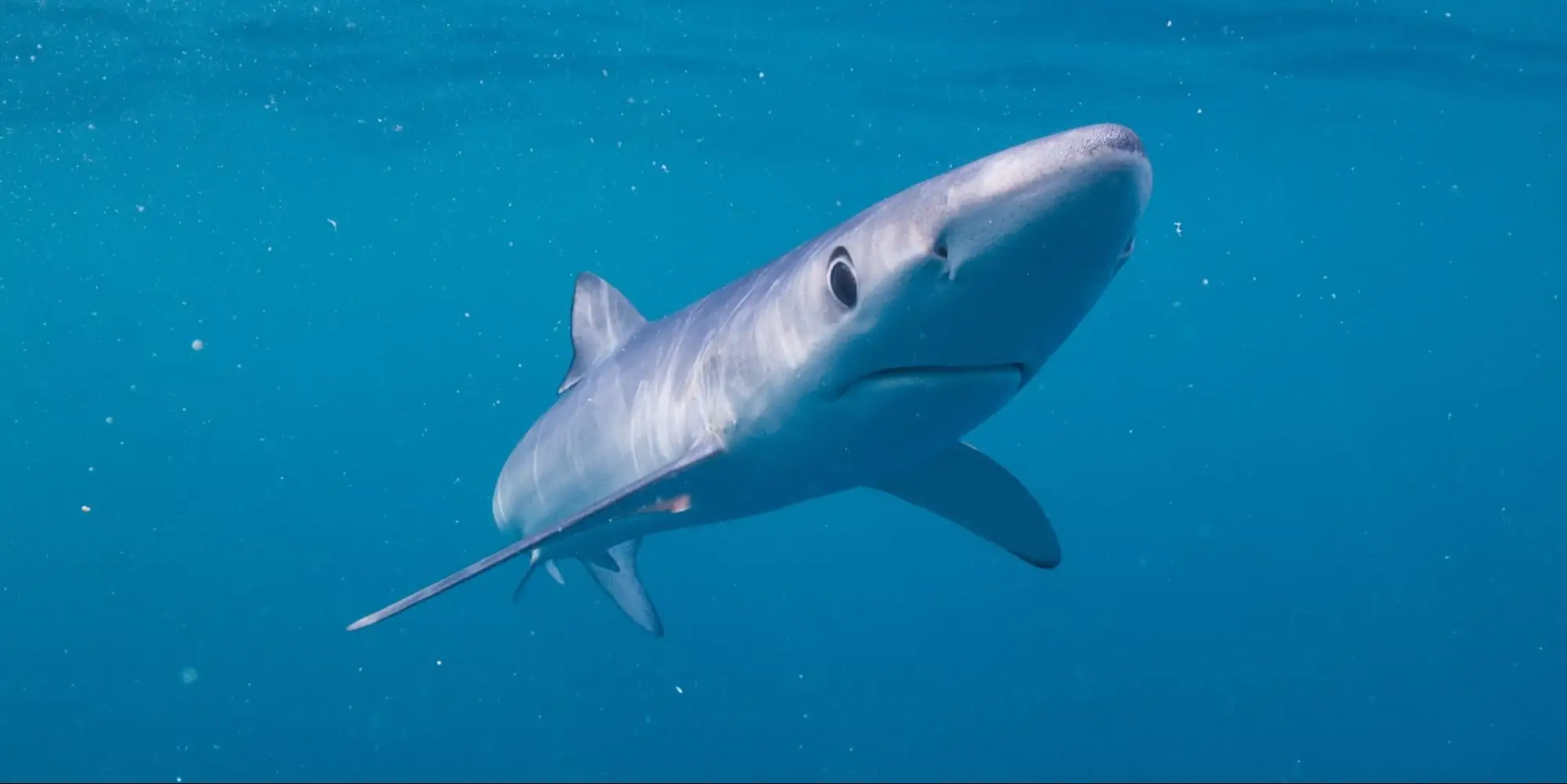 Tiburón azul de frente y ligeramente desde abajo
