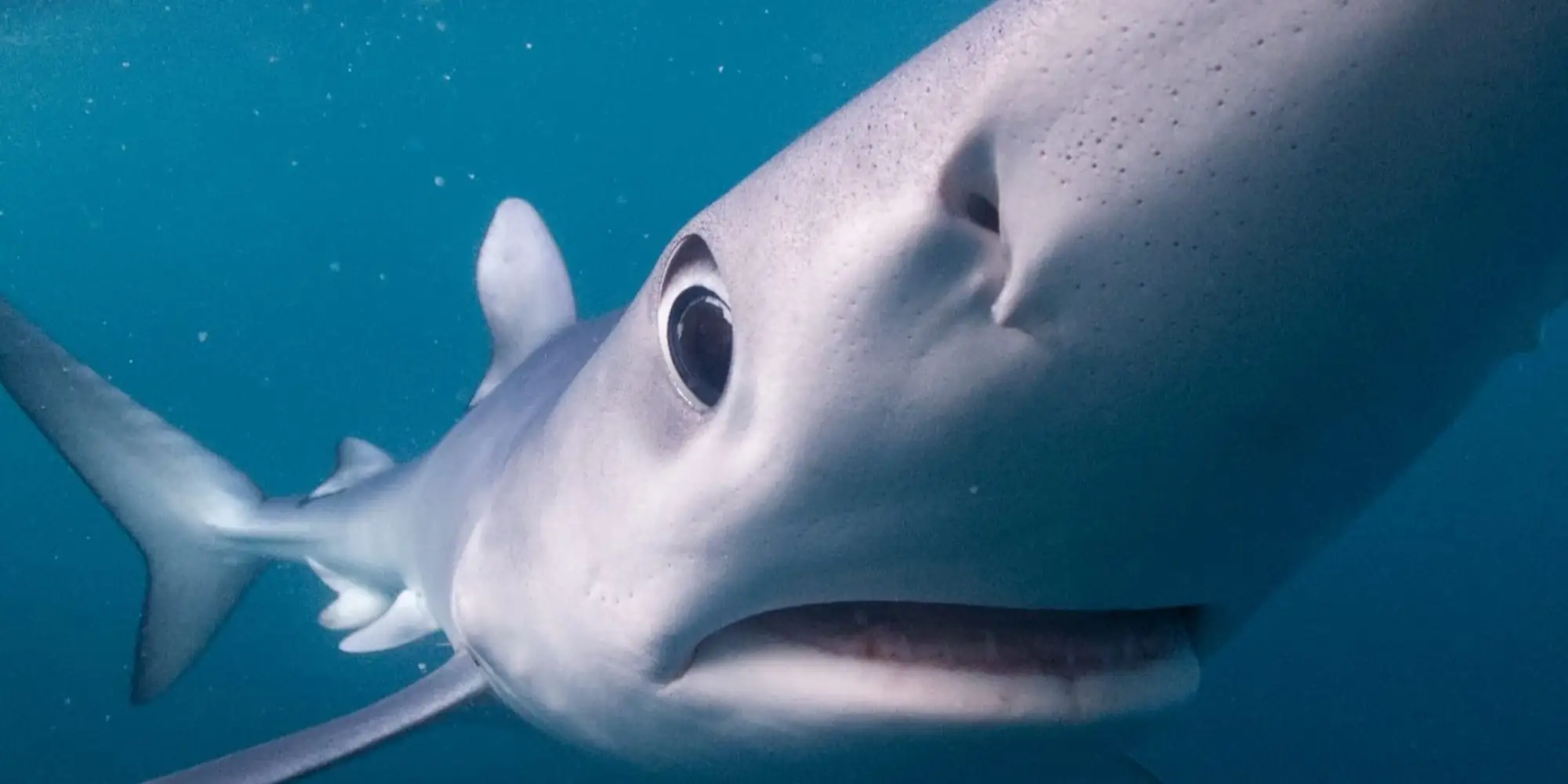 Tiburón azul toca la lente de la cámara con el hocico