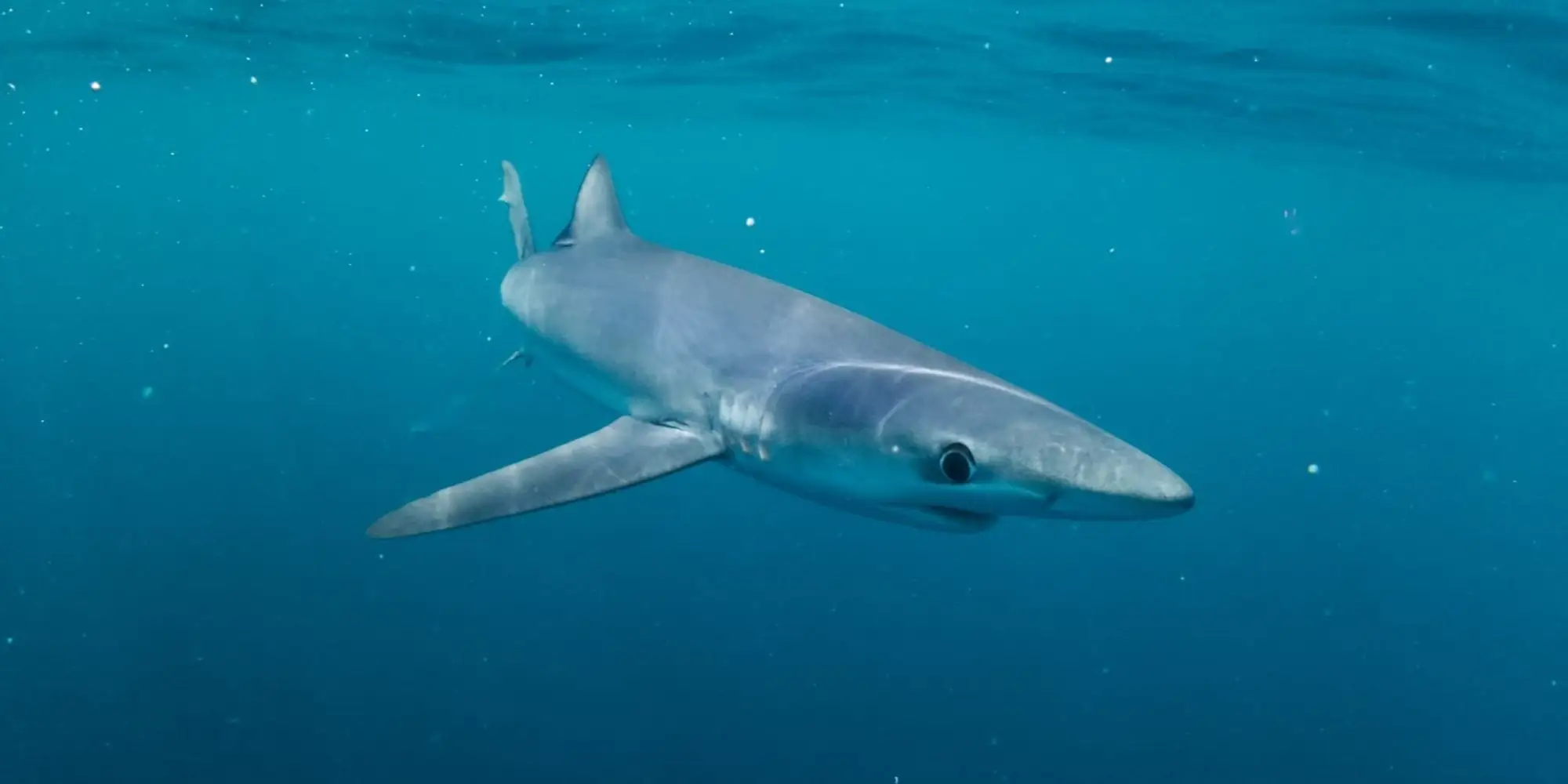 Tiburón azul visto de frente en ángulo