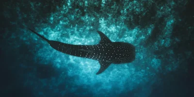 Tiburón ballena desde arriba