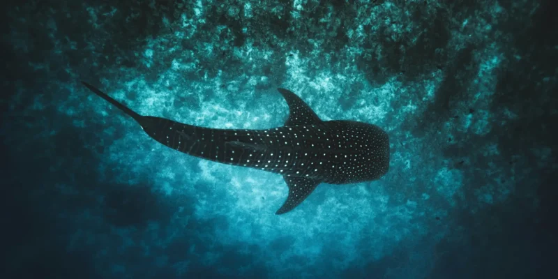 Tiburón ballena desde arriba