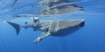 Tiburón ballena cerca de la superficie frente a Isla Mujeres