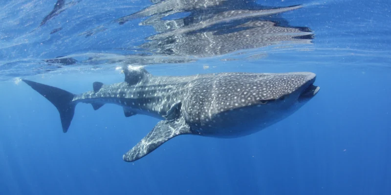 Tiburón ballena cerca de la superficie frente a Isla Mujeres