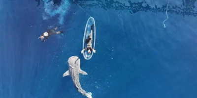 Un tiburón ballena muy joven nada cerca de la superficie en la bahía de Saleh, Sumbawa