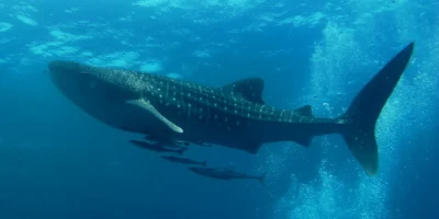 Tiburón ballena nadando con peces acompañantes en las aguas azules del mar de Andamán
