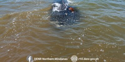 Tiburón ballena muerto (Rhincodon typus) en aguas costeras poco profundas frente a Bolisong