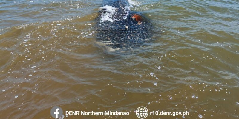 Tiburón ballena muerto (Rhincodon typus) en aguas costeras poco profundas frente a Bolisong