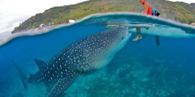 Tiburón ballena nadando justo bajo la superficie frente a Oslob, Cebú