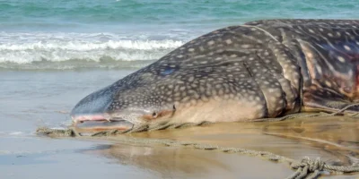 Tiburón ballena varado en una playa
