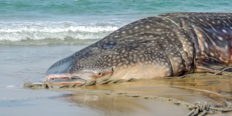 Tiburón ballena varado en una playa