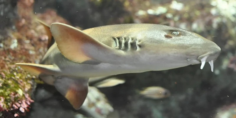 Tiburón bambú gris Chiloscyllium griseum en Oceanopolis