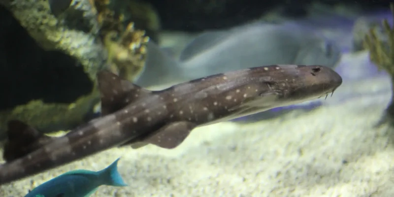 Tiburón bambú de manchas blancas Chiloscyllium plagiosum