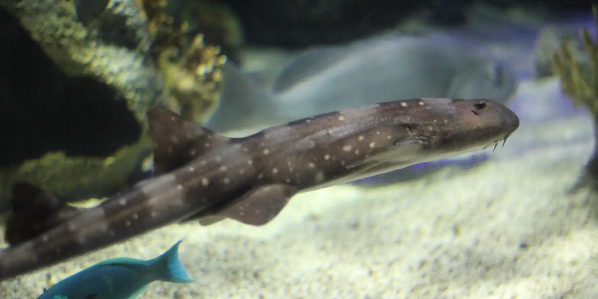Tiburón bambú de manchas blancas Chiloscyllium plagiosum