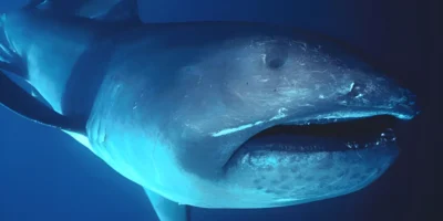 Tiburón bocudo Megachasma pelagios en aguas azules