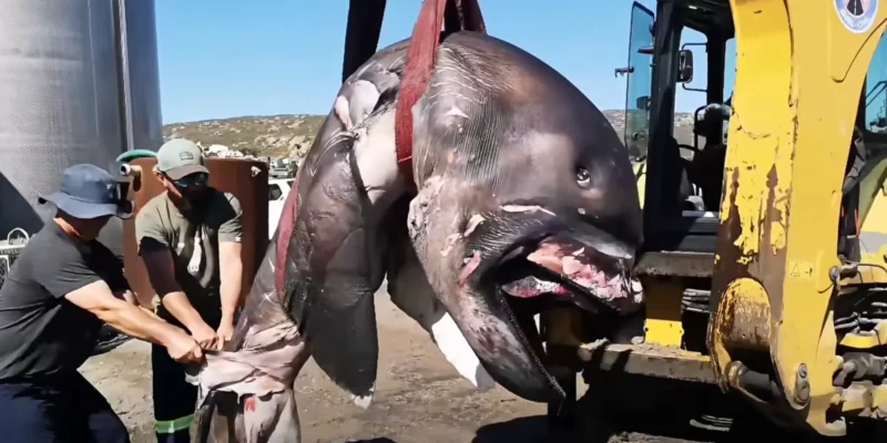 Tiburón bocudo de St. Helena Bay transportado con una excavadora