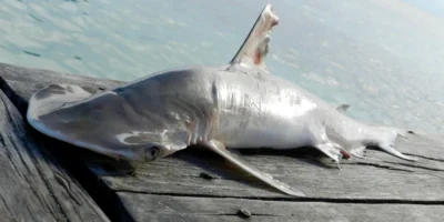 Tiburón cabeza de pala - Sphyrna alleni