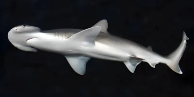 Tiburón cabeza de pala Sphyrna tiburo sobre fondo negro