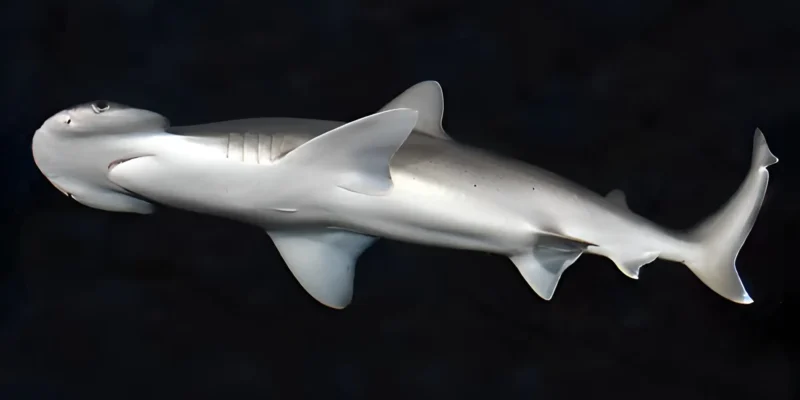 Tiburón cabeza de pala Sphyrna tiburo sobre fondo negro