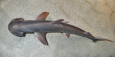Tiburón cabeza de pala (Sphyrna tiburo) visto desde arriba sobre el fondo claro de un acuario