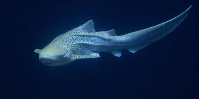 Tiburón cebra Stegostoma tigrinum