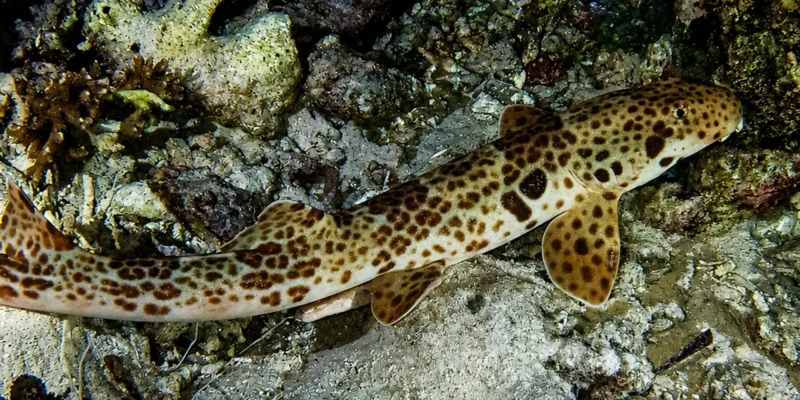 Tiburón charretera de Raja Ampat Hemiscyllium freycineti sobre fondo rocoso