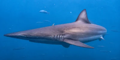 Tiburón cobrizo Carcharhinus brachyurus nadando en agua azul
