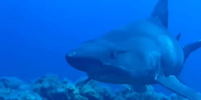Tiburón feroz hembra de cuatro metros en El Hierro