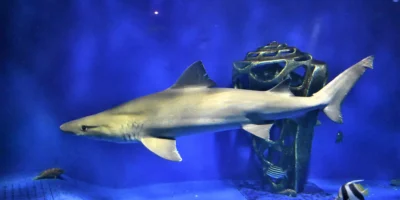 Tiburón feroz Odontaspis ferox en un acuario