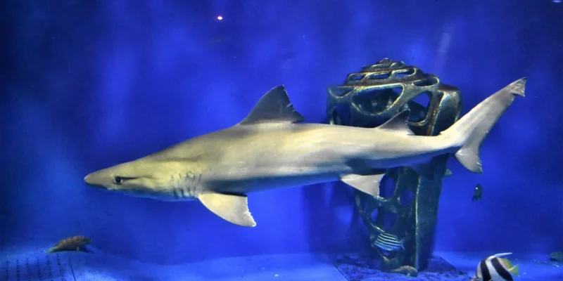 Tiburón feroz Odontaspis ferox en un acuario