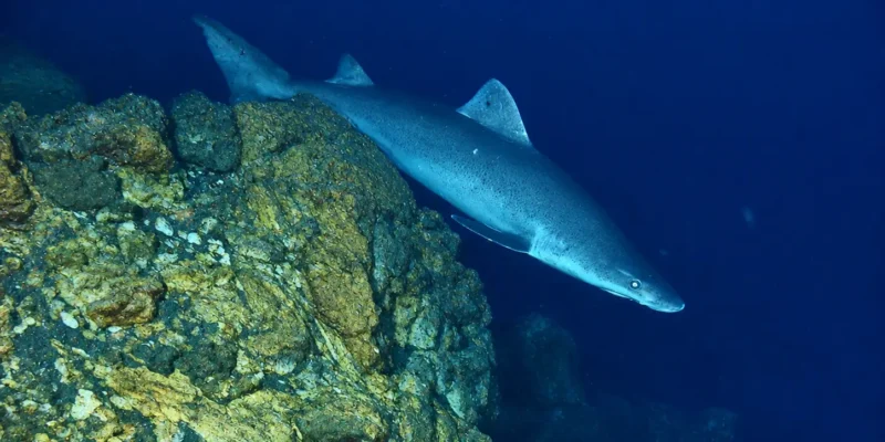 Tiburón feroz Odontaspis ferox nadando sobre un arrecife rocoso profundo