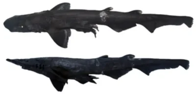 Tiburón gato Apristurus drona