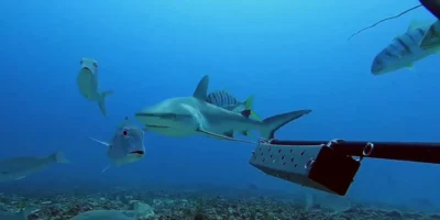 Tiburón gris de arrecife nadando entre jureles en Seychelles