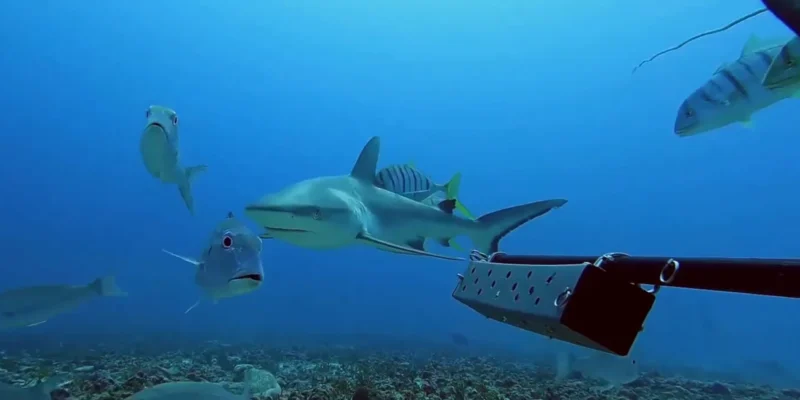 Tiburón gris de arrecife nadando entre jureles en Seychelles