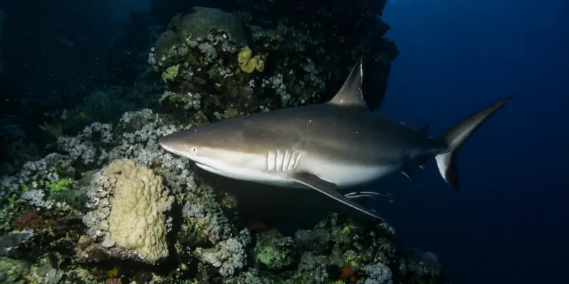 Tiburón gris de arrecife Carcharhinus amblyrhynchos