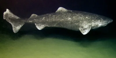 Tiburón de Groenlandia (Somniosus microcephalus) en aguas profundas
