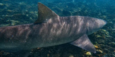 Un tiburón limón nada en aguas poco profundas de Cabo Verde