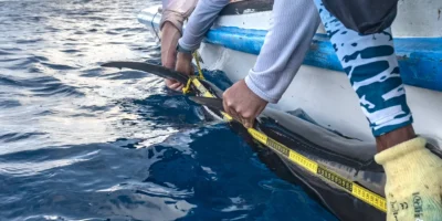 Tiburón martillo liso Sphyrna zygaena medido por Greenpeace junto a una lancha neumática
