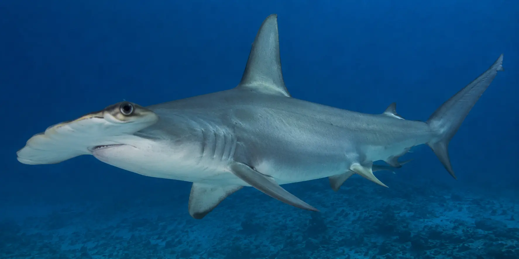 Tiburón martillo liso Sphyrna zygaena