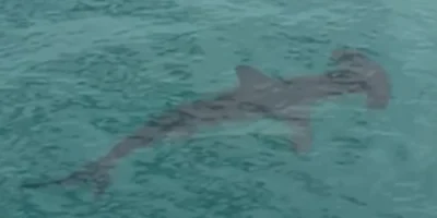Tiburón martillo nadando en aguas poco profundas junto al muelle de Malibu