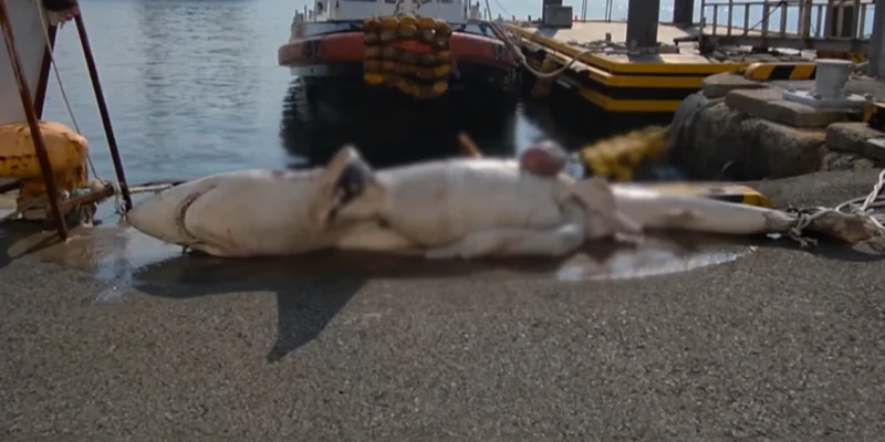 Un tiburón yace en un muelle portuario de la costa oriental de Corea del Sur