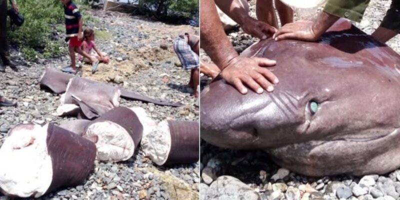 Tiburón descuartizado en una playa cubana junto a un primer plano de su cabeza