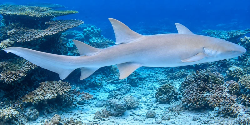 Tiburón nodriza leonado Nebrius ferrugineus
