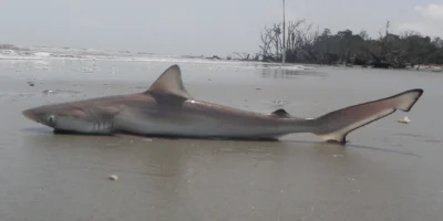 tiburón picudo del Atlántico está ubicado en Hunting Island Beach en Carolina del Sur.