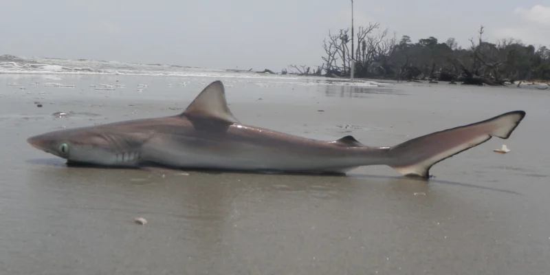 tiburón picudo del Atlántico está ubicado en Hunting Island Beach en Carolina del Sur.