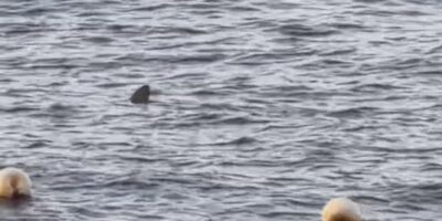 Aleta dorsal de un tiburón en la superficie frente a Radazul