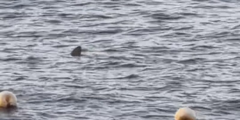 Aleta dorsal de un tiburón en la superficie frente a Radazul
